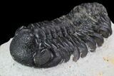 Bargain, Austerops Trilobite - Beautiful Eye Detail #92179-2